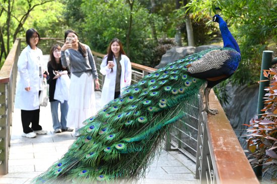 春暖花开，温州动物园的孔雀开屏迎客