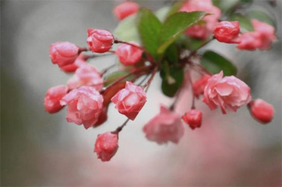 春分春雨美词四首赏读：轻风细雨，惜花天气，相次过春分