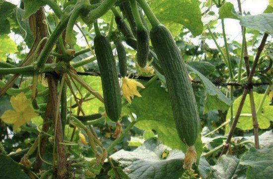 新研究助推耐热黄瓜品种的培育