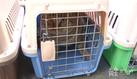 追踪：众筹救助的35只流浪猫放归小区 多只被业主领养
