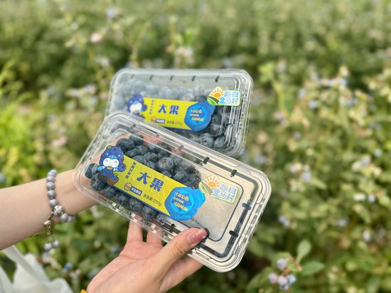 全国首个蓝莓盒<em>马村</em>落户红河 千亩基地打造“国货之光”