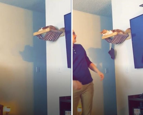 美国一名女子拍下宠物猫埋伏在墙角 偷走男主人帽子