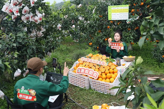 四川丹棱：又到桔橙成熟季 电商助力融合发展