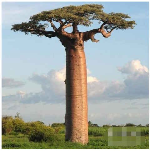 它是”世界储水量最大”的树，<em>名字很可爱</em>