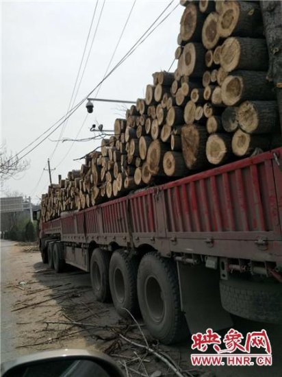 郑州林区有人偷伐树木？正在建设的50多公里森林绿道
