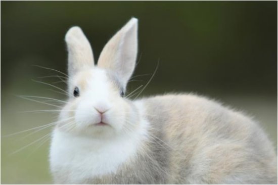 揭秘<em>属兔</em>人的一生宿命：尤其是75年的，怎一个准了得！