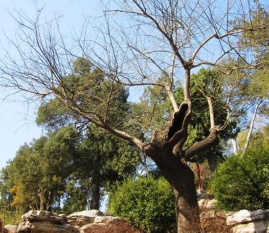 崇祯自杀的歪脖子树，<em>清朝为何</em>保护它两百多年，现在它怎么样了