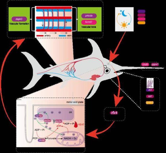 真骨鱼类基因组解析鱼类恒温起源之谜