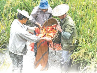 守护<em>独特农业</em>生产系统，稻鱼共生面积近5年增加8400亩 青田擦亮...