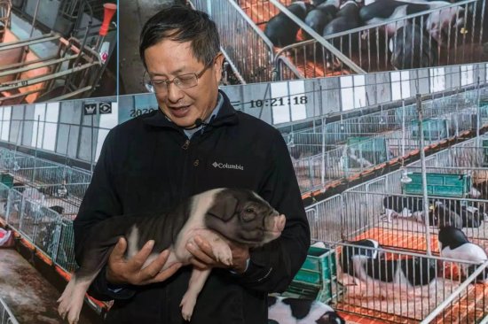 专访中国工程院院士印遇龙：鼓励散户养猪有助于乡村振兴 与推动...