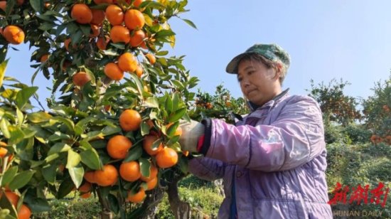 龙山：柑橘丰收助力乡村振兴