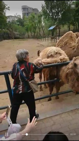 老太太逛动物园薅骆驼毛 动物园发文解释