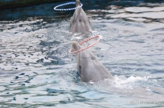 韩国一<em>水族馆</em>成海豚坟场 14只豚鲸10年内离世