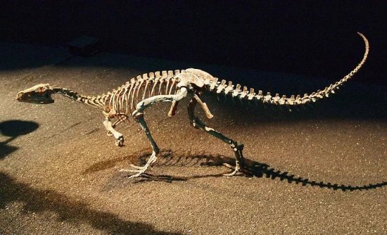 世界上第一只恐龙 Eoraptor 的事实