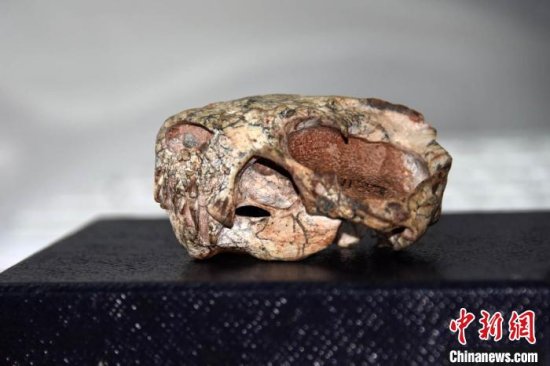 中国首次发现2.55亿年前<em>真钱</em>伯兽化石 它真能毒杀猎物吗？