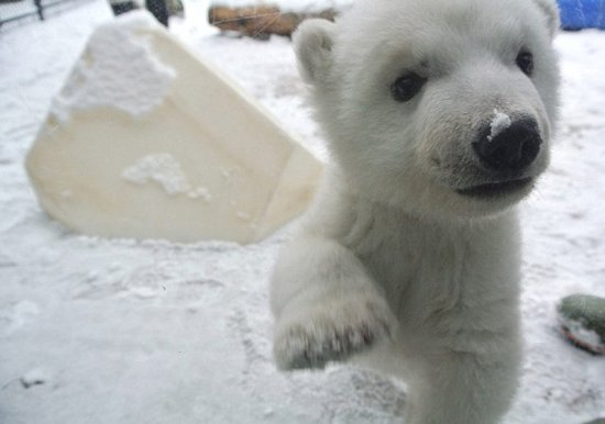 多伦多动物园幼熊初次玩雪 萌态融化人心