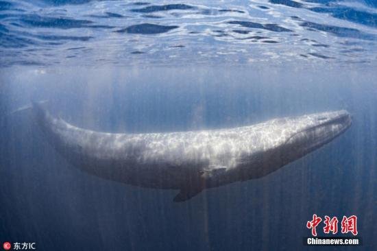 拯救地球免受温室气体侵害！研究：一头鲸鱼相当于几千棵树