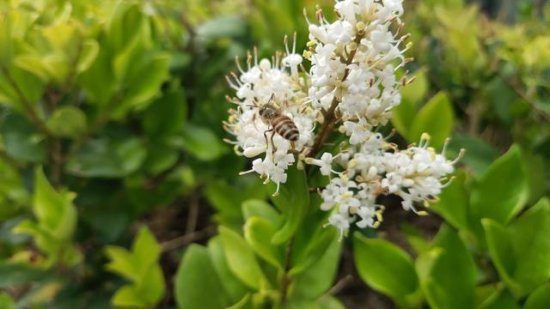 饲养中蜂，这9个类型的中华<em>蜜蜂蜂种</em>你可知道？