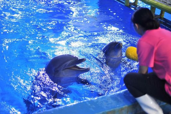 贵州极地海洋世界海豚“黔灵”周岁生日会
