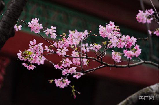 繁花争艳 在“花城”广州邂逅属于春天的浪漫