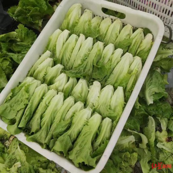 10元1斤的有机蔬菜“贬值”为1元，基地负责人犯了愁，政府部门...
