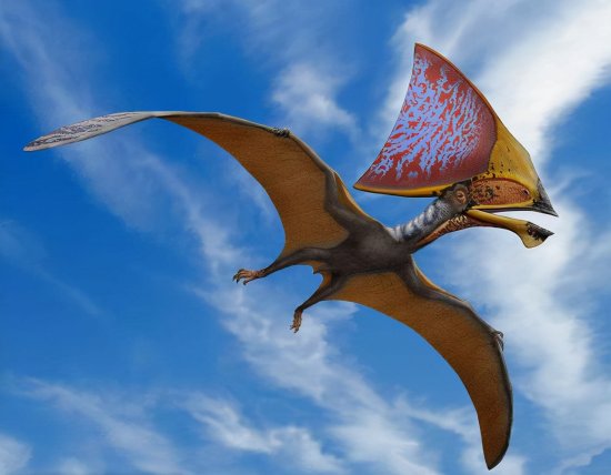 为什么鸟类在<em>恐龙灭绝</em>时幸存下来，而同样会飞的翼龙却不行？