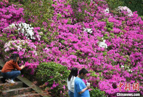 重庆：杜鹃花盛开成“瀑布”景观 吸引游客打卡