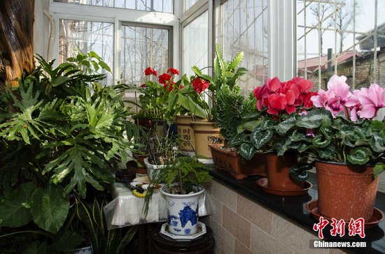9种<em>最</em>适合摆放在室内的盆栽植物，<em>快</em>看你家有吗？