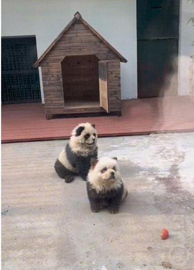 泰州动物园“熊猫”火了，园方回应：是染色的<em>松狮犬</em>