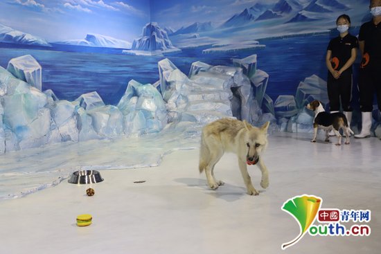 世界首只“克隆北极狼”回归哈尔滨极地公园
