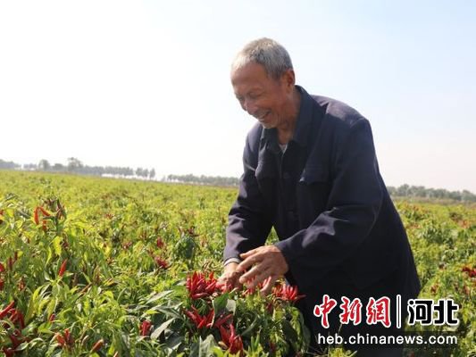 河北冀州打造特色农产品专供基地<em> 辣椒种植面积</em>达万余亩