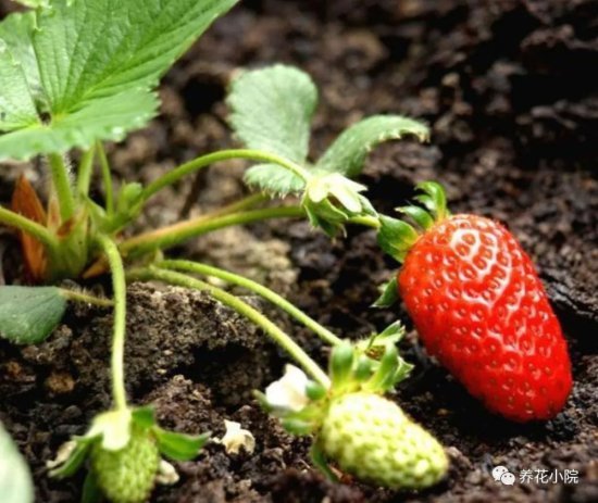 <em>春天阳台上</em>养草莓，教你简单的操作方法，长得旺，挂果多