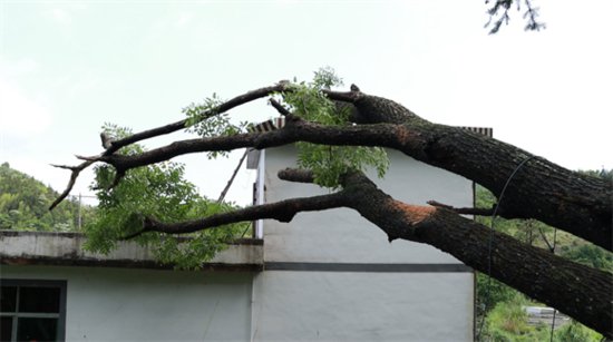 安远县欣山镇：大树倒塌隐患大，干部抢险保平安