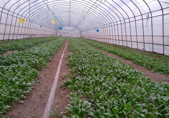北京冬季<em>菠菜</em>进入播种期 农技专家：建议农户选择抗寒品种
