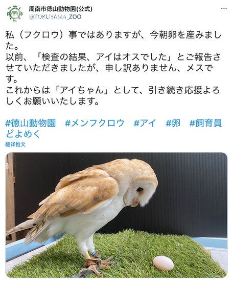 视频｜日本动物园“公仓鸮”突然下蛋 把本鸟也吓坏了
