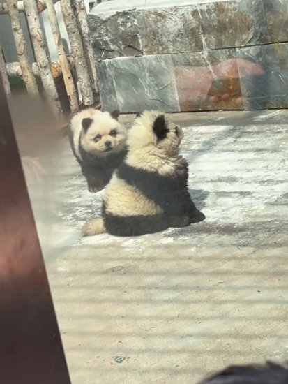 动物园用狗子假扮熊猫 难怪它们狗里狗气的