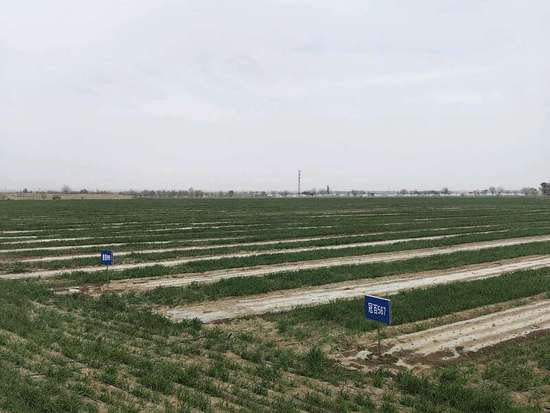 甘肃：新技术让农民种粮有奔头