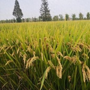 910万元！上海首个超级稻品种完成成果转化，创国内粳型杂交稻...