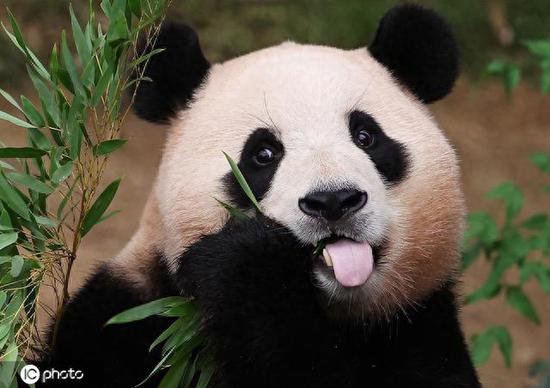大熊猫福宝写真集冲上韩国畅销书榜，“人气前所未有”