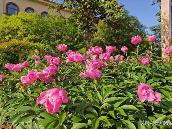 铜陵市龙山湖小学的<em>芍药种植</em>：美丽的花朵，美好的教育