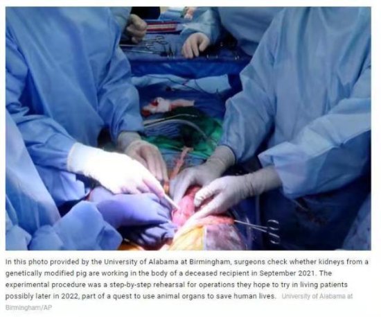 美国科学家又报告一<em>猪</em>器官移植实验，这次是<em>给</em>人移植猪肾