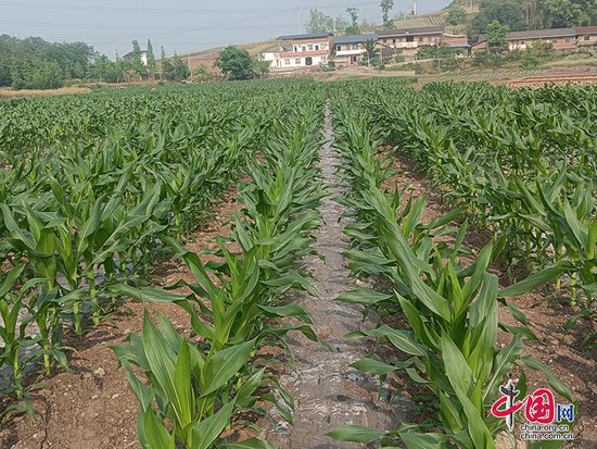 自贡市大安区春耕生产全面展开 玉米移栽工作有序进行