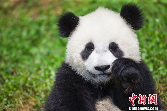 四川都江堰大熊猫全球征名活动正式启动