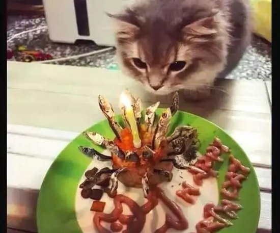 <em>给猫咪</em>过生日是一种<em>怎样</em>的体验?
