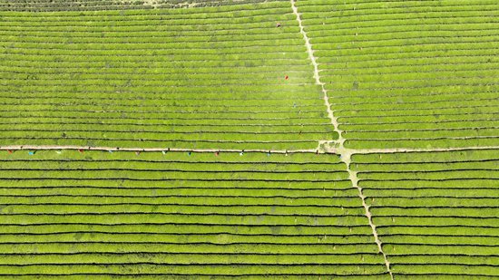 2024中国好绿茶大会暨第16届贵州茶产业博览开幕