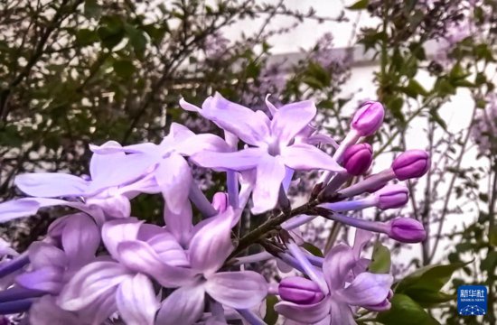 赏花、寻花：“高原花城”的“花式”玩法