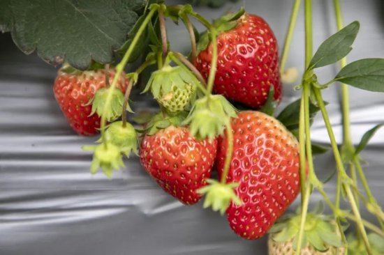 观山湖区高寨村邀您体验采摘草莓的快乐