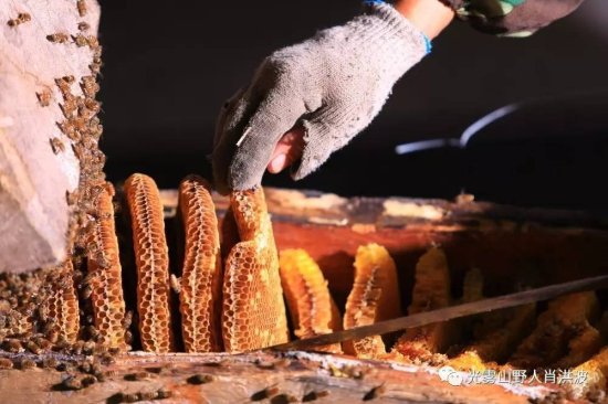 南江：古老取蜂蜜的流程