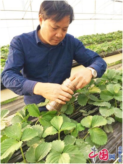 农业专家吉沐祥网上开直播<em> 免费</em>传授草莓等种植技术