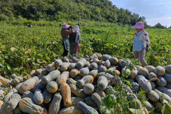 贵州织金：聚焦农业发展 助力乡村振兴